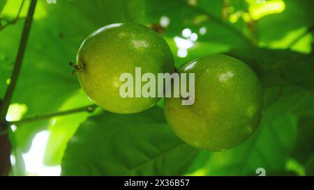 Obst- und Passionsbäume, die noch auf dem Baum liegen Stockfoto