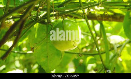 Obst- und Passionsbäume, die noch auf dem Baum liegen Stockfoto