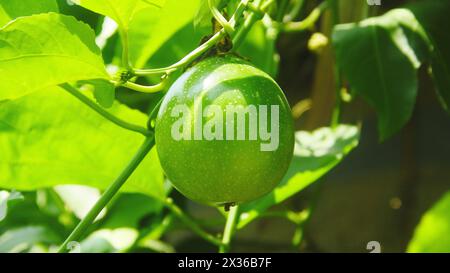 Obst- und Passionsbäume, die noch auf dem Baum liegen Stockfoto