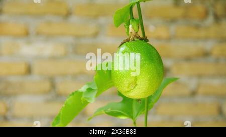 Obst- und Passionsbäume, die noch auf dem Baum liegen Stockfoto