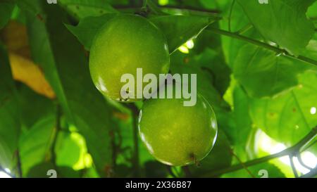 Obst- und Passionsbäume, die noch auf dem Baum liegen Stockfoto