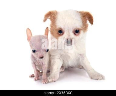 Wenig chihuahuas vor weißem Hintergrund Stockfoto