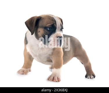 Welpen american Bully vor weißem Hintergrund Stockfoto