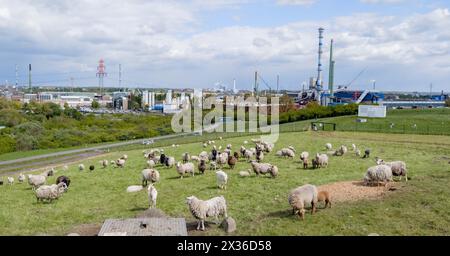 Hamburg, Deutschland. April 2024. Blick auf die Kupferhütte Aurubis im Gewerbegebiet Peute im Hamburger Stadtteil Veddel. Quelle: Markus Scholz/dpa/Alamy Live News Stockfoto