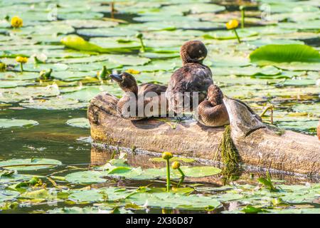 Eine Gruppe von getufteten Enten und Stockenten in freier Wildbahn. Getuftete Ente, Pochard, Aythya Fuligula im Teich. Stockfoto