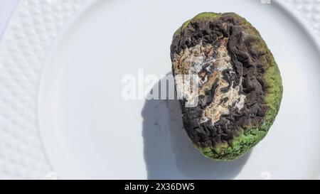 Beschädigte verdorbene Früchte. Weiße schimmelige grüne rohe Mango entwickelte weiße Schimmelpilze und Pilze Stockfoto
