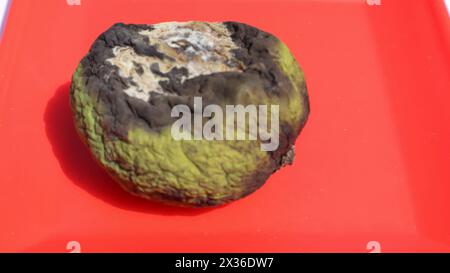 Beschädigte verdorbene Früchte. Weiße schimmelige grüne rohe Mango entwickelte weiße Schimmelpilze und Pilze Stockfoto