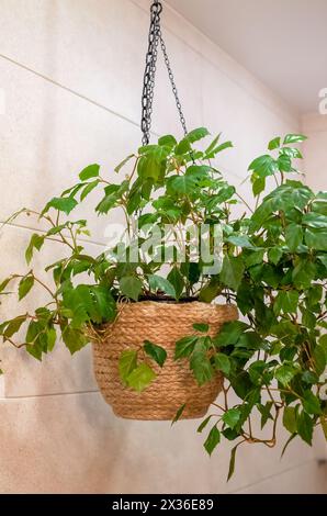 Rhoicissus Pflanze in hängendem Blumentopf an einer Kette drinnen Stockfoto