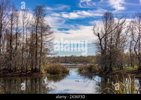 Brazos Bend State Park, Texas, an einem schönen sonnigen Morgen Stockfoto