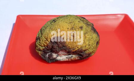 Beschädigte verdorbene Früchte. Weiße schimmelige grüne rohe Mango entwickelte weiße Schimmelpilze und Pilze Stockfoto