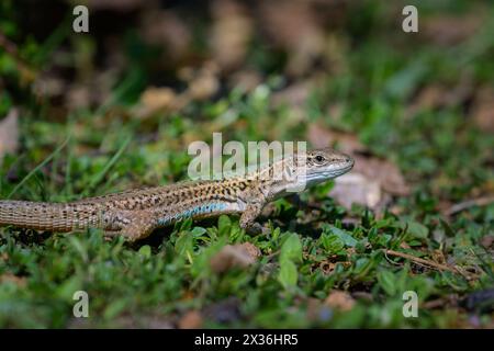 Eine dalmatinische Mauerechse (Podarcis melisellensis), die im Gras ruht, sonniger Tag im Frühling, Cres (Kroatien) Stockfoto