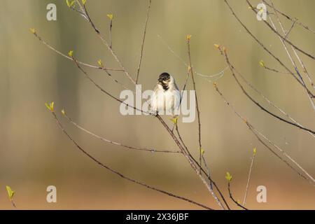 Ein gemeiner Schilfbund sitzt auf einem Zweig, sonniger Morgen im Frühling Eggelsberg Österreich Stockfoto