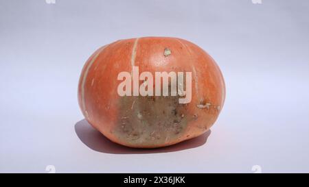 Grüne Flecken auf orangefarbenen kleinen Kürbisfrüchten auf weißem Hintergrund. Baby-Kürbis überreif Stockfoto