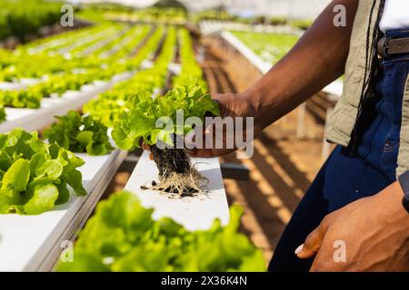 Eine afroamerikanische junge Farmerin untersucht Salat in einem Gewächshaus auf einer Hydrokultur Stockfoto