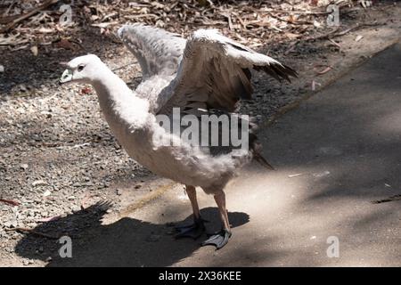 Die Kapbarren-Gans ist eine sehr große, hellgraue Gans mit einem relativ kleinen Kopf. Es hat Reihen großer dunkler Flecken in Linien über den Schultern und Stockfoto