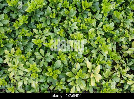 Grüne Bodendecke mit Blättern der Pachysandra-Pflanze. Stockfoto
