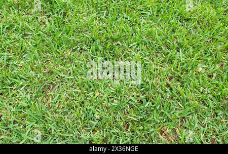 Grüner Grashintergrund im Garten. Starker Rasen mit dickem Gras. Stockfoto