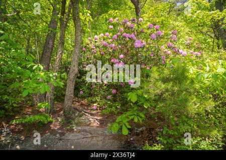 Ein Wanderweg entlang des Ridge im New River Gorge National Park und Preserve im südlichen West Virginia in den Appalachen, USA Stockfoto