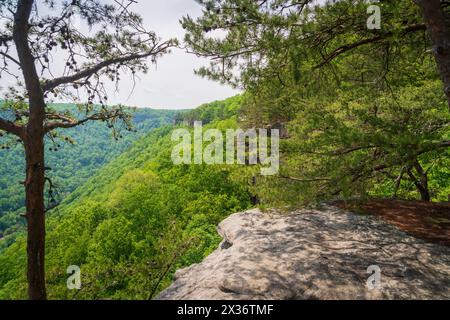 Ein Wanderweg entlang des Ridge im New River Gorge National Park und Preserve im südlichen West Virginia in den Appalachen, USA Stockfoto