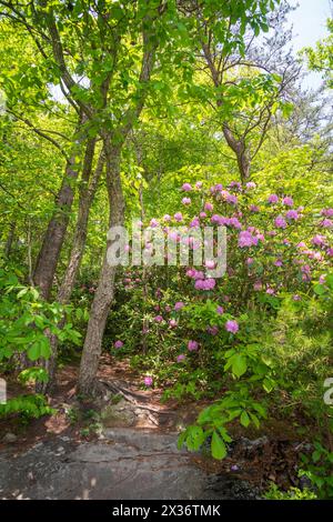 Wanderweg entlang des Ridge im New River Gorge National Park und Preserve im südlichen West Virginia in den Appalachen, USA Stockfoto