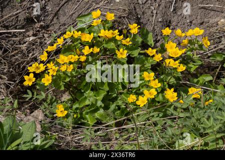 Marsh Marigold, auch Caltha palustris genannt Stockfoto