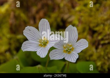 Sauerampfer, der im Wald wächst, auch Oxalis acetosella oder Waldsauerklee genannt Stockfoto