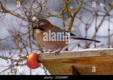 Garrulus glandarius Gattung Garrulus Familie Corvidae Eurasischer Jay wilde Natur Vogelfotografie, Bild, Tapete Stockfoto