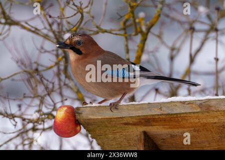 Garrulus glandarius Gattung Garrulus Familie Corvidae Eurasischer Jay wilde Natur Vogelfotografie, Bild, Tapete Stockfoto