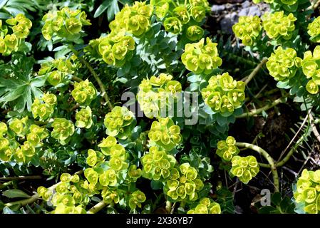 Walzen-Wolfsmilch, Euphorbia myrsinites ist eine schoene Pflanze mit gruenen Blueten. Roller Spurge ist eine schöne Pflanze mit grünen Blumen. Walzen-Wo Stockfoto