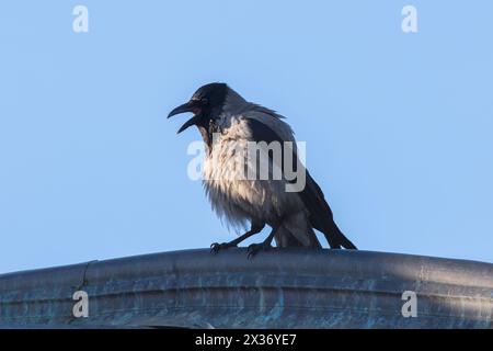 Wütende Kapuzenkrähe auf dem Dach (Corvus Corone cornix) Stockfoto