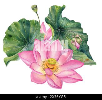 Aquarell Lotusblumen, realistisch, Illustration, botanisch, Hochzeitseinladung, Dekoration, Lotussamen, isoliert, rosa Blumen, Muttertag, Feder Stockfoto