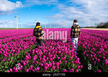 Zwei Personen spazieren im Frühjahr gemütlich durch ein pulsierendes Feld aus violetten Tulpen mit Windmühlenanlagen in den Niederlanden. Ein paar Männer und Frauen mit Frühlingsblumen, verschiedene Leute Stockfoto