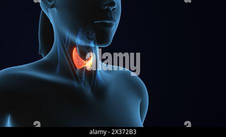 3D-Anatomie der menschlichen Schilddrüse Stockfoto