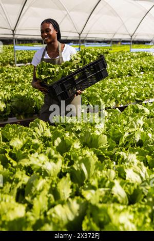 Eine junge Afroamerikanerin in einem Gewächshaus, die Salat in einer Hydrokultur hält Stockfoto