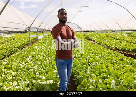 Afroamerikanischer junger männlicher Landwirt, der mit überkreuzten Armen in einer Gewächshaushydroponischen Farm steht Stockfoto