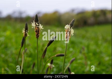 Ribkraut Plaintain Flowers, Plantago lanceolata, bei Herstmonceux, England Stockfoto