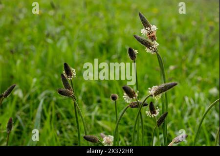 Ribkraut Plaintain Flowers, Plantago lanceolata, bei Herstmonceux, England Stockfoto