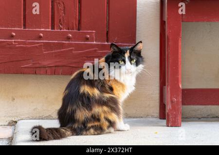 Langhaarige Calico-Katze, die draußen in die Kamera schaut Stockfoto