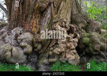 Alte Kastanienbaumstämme mit Quarkrinde, Herstmonceux, East Sussex, England. Castanea sativa Stockfoto