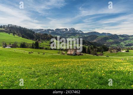 Landschaft in den Appenzeller Alpen, Blick über eine Löwenzahnwiese auf die Alpsteinberge mit Saentis, Kanton Appenzell Innerrhoden, Schweiz Stockfoto