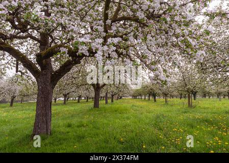 Blühende Apfelbäume auf einer Obstwiese, Egnach, Kanton Thurgau, Schweiz Stockfoto