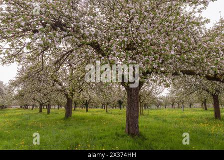 Blühende Apfelbäume auf einer Obstwiese, Egnach, Kanton Thurgau, Schweiz Stockfoto