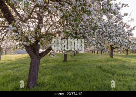 Blühende Apfelbäume auf einer Obstwiese, Egnach, Kanton Thurgau, Schweiz Stockfoto