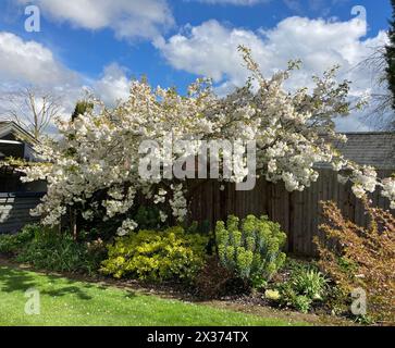 Wunderschöne weiße Frühlingsblüte auf Prunus 'Shirotae' (auch bekannt als 'Mount Fuji' / Serrulata 'Kojima') Kirschbaum in der Gartengrenze, Leicestershire, England, Großbritannien Stockfoto