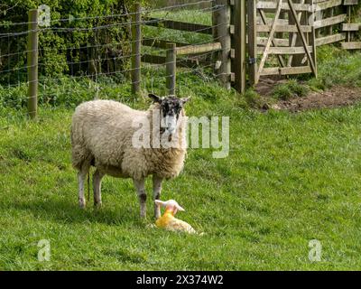 Mutterschafe mit frisch geborenem Lammfleisch, geboren in Gras Field, Leicestershire, England, Großbritannien Stockfoto