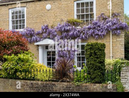 Attraktives, altes (um 1826) Steinhaus mit Kletterglyzinien in Blüte, georgianischen Schiebefenstern und Metallgeländern, Stamford, England, Großbritannien Stockfoto