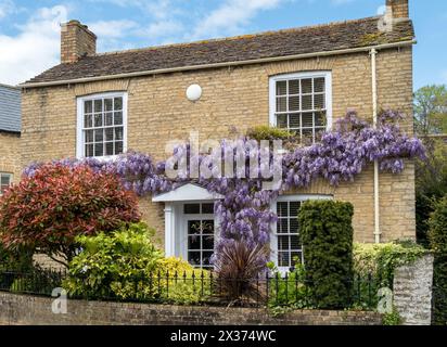 Attraktives, altes (um 1826) Steinhaus mit Kletterglyzinien in Blüte, georgianischen Schiebefenstern und Metallgeländern, Stamford, England, Großbritannien Stockfoto