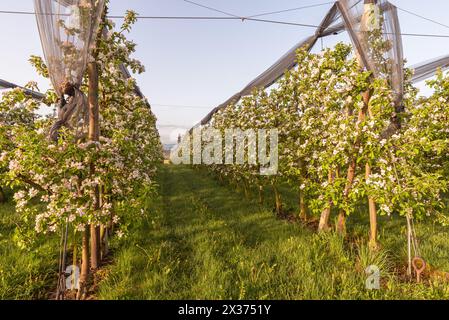 Blühender Apfelgarten, Egnach, Kanton Thurgau, Schweiz Stockfoto