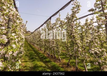 Blühender Apfelgarten, Wasserburg am Bodensee, Bayern, Deutschland Stockfoto