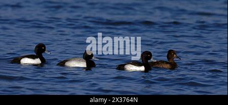 Kleiner Saup schwimmt mit getufteten Enten Stockfoto